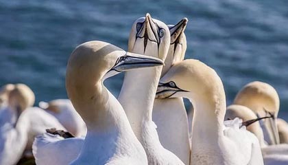 开云电竞中国-传统豪门的“王者归来”：历史上的欧洲霸主