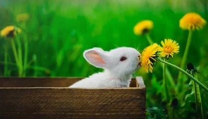 开云电竞中国-传统豪门的“王者归来”：历史上的欧洲霸主